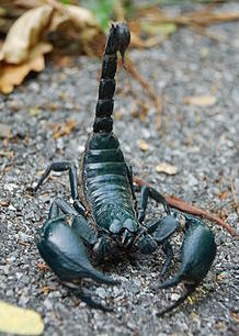 Picture of a
          scorpion